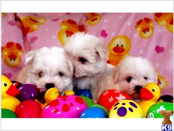 Puppies in Miami